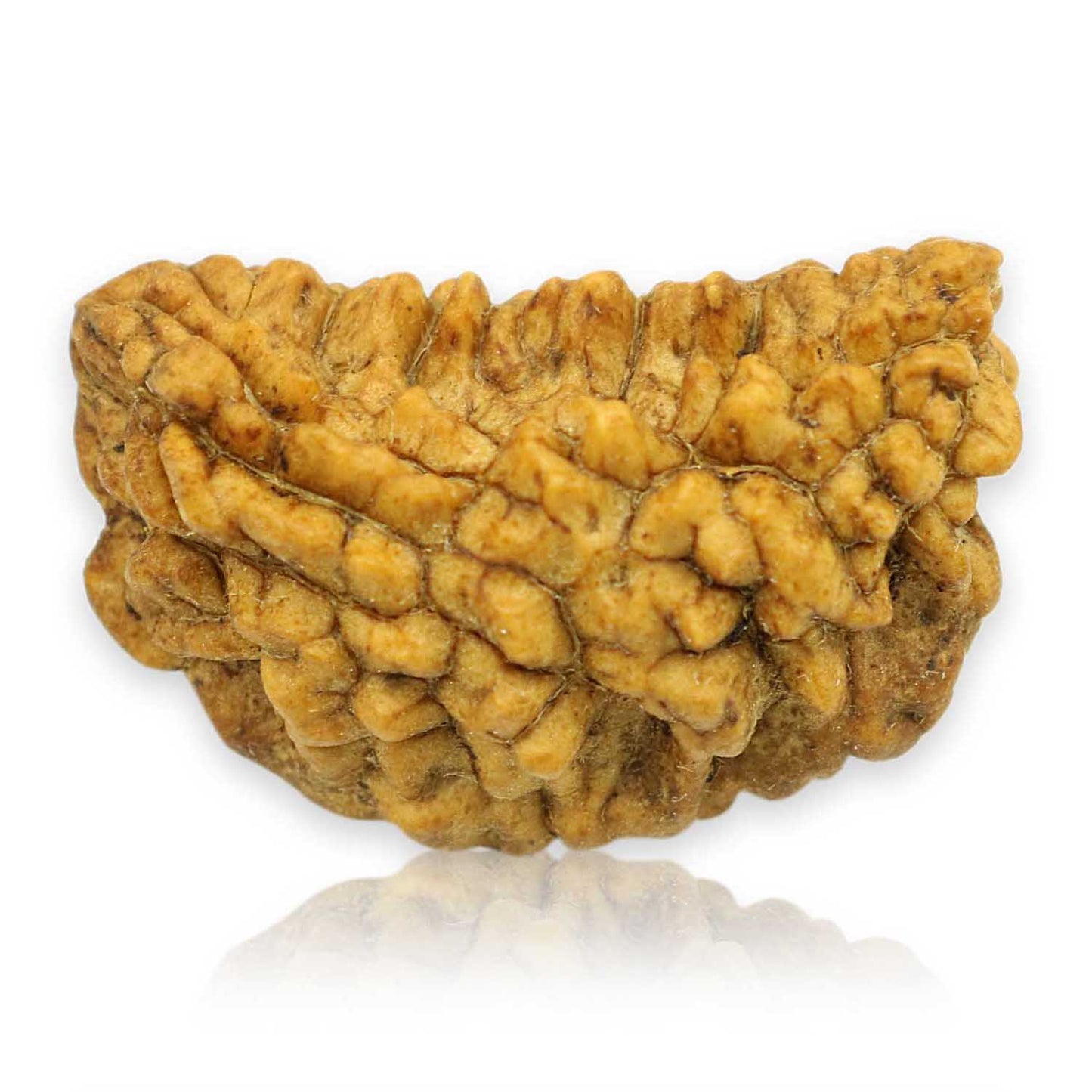 1 Mukhi Rudraksha 26.88 MM