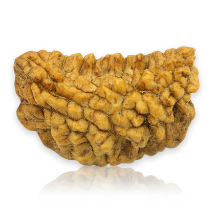 1 Mukhi Rudraksha 26.88 MM