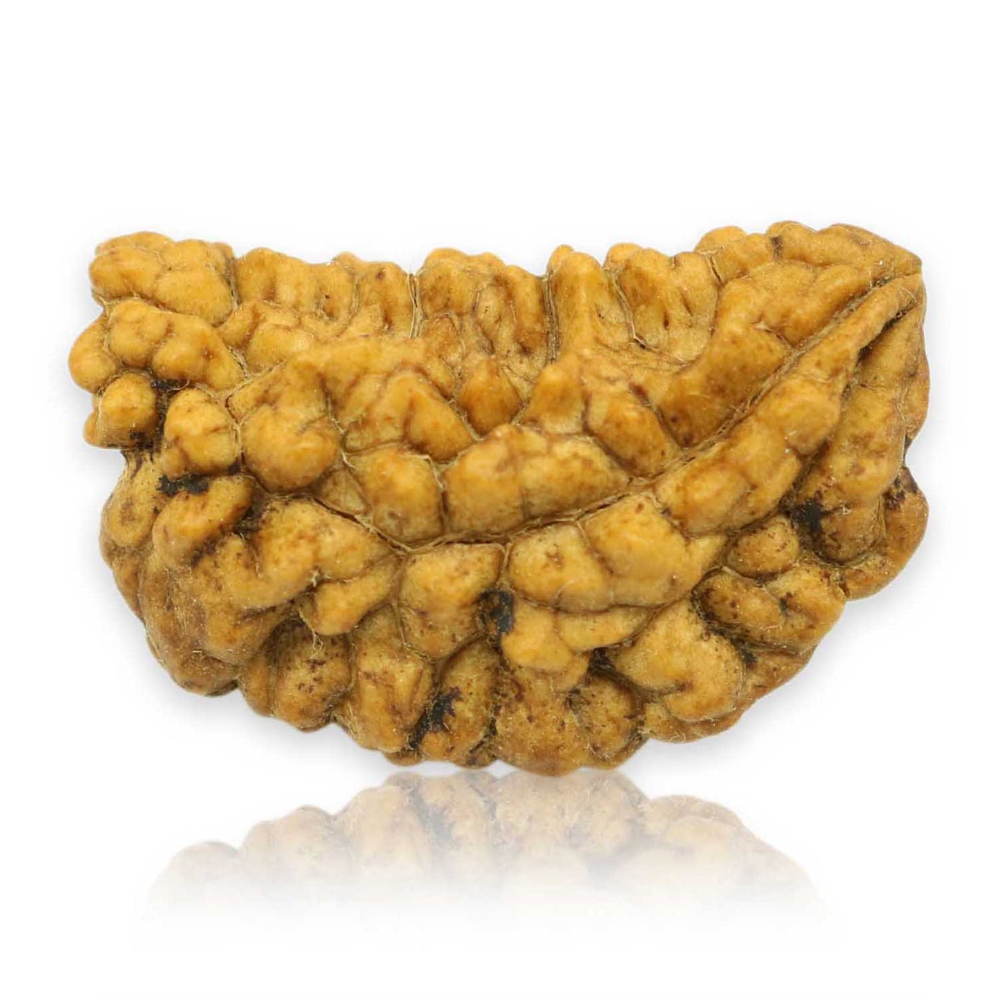 1 Mukhi Rudraksha 26.88 MM