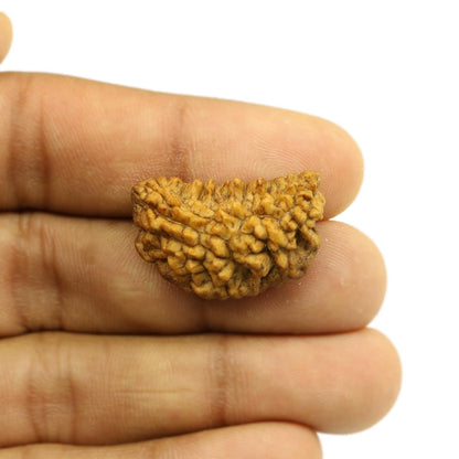 1 Mukhi Rudraksha 26.88 MM
