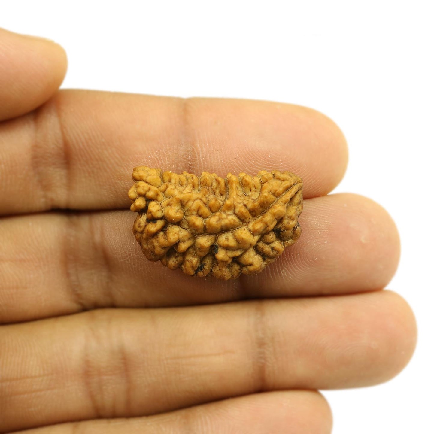 1 Mukhi Rudraksha 26.88 MM