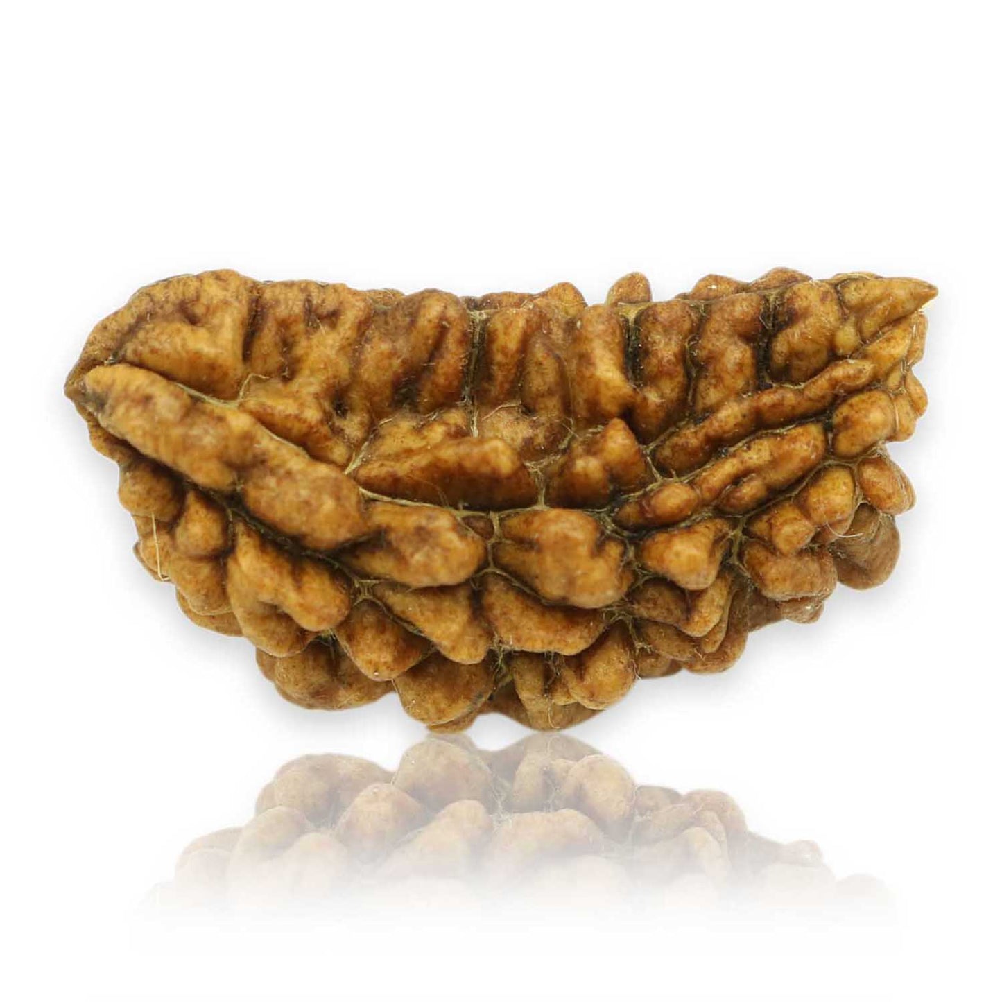 1 Mukhi Rudraksha 30.08 MM