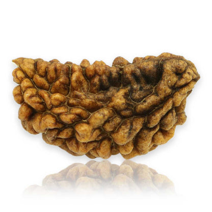 1 Mukhi Rudraksha 30.08 MM