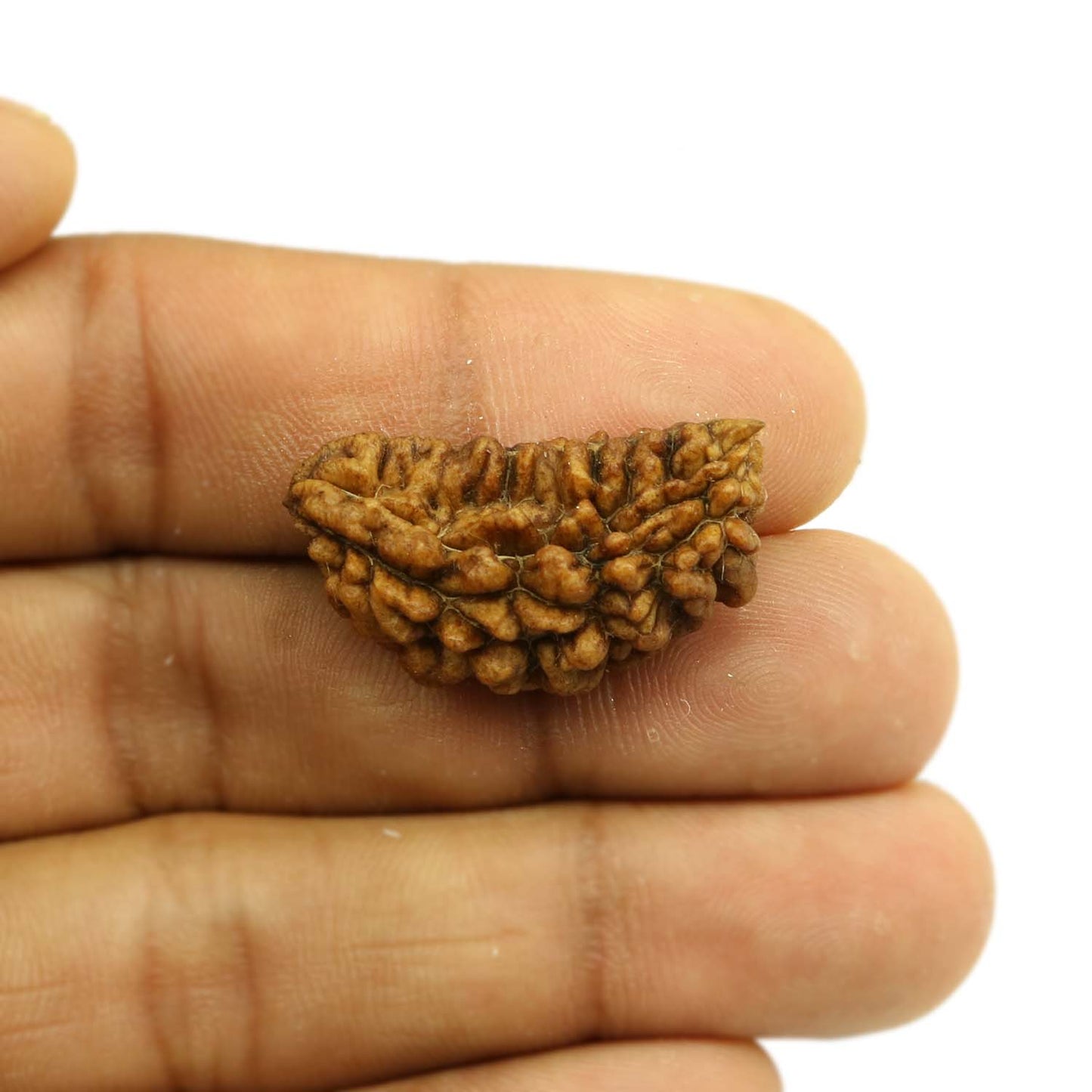 1 Mukhi Rudraksha 30.08 MM
