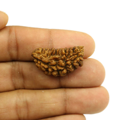1 Mukhi Rudraksha 30.08 MM