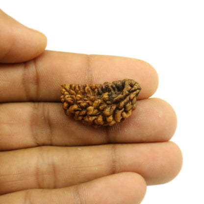 1 Mukhi Rudraksha 30.08 MM