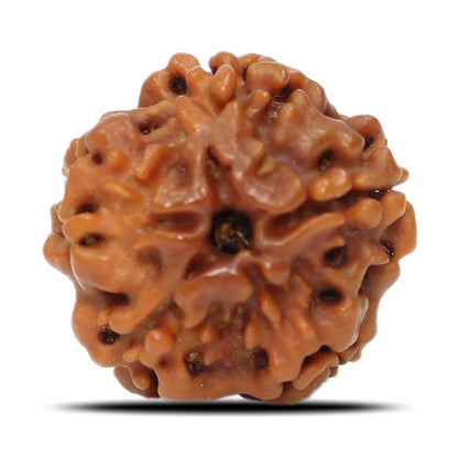 1 Mukhi Rudraksha (Nepal) 18.68 MM