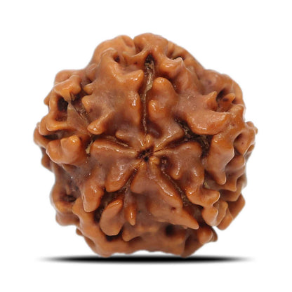1 Mukhi Rudraksha (Nepal) 18.68 MM