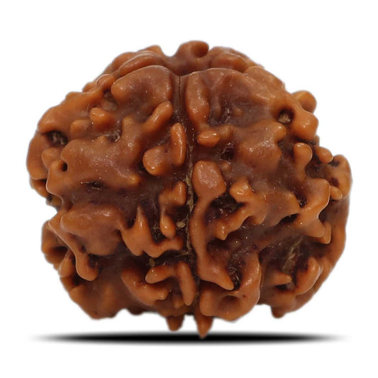 1 Mukhi Rudraksha (Nepal) 18.32 MM