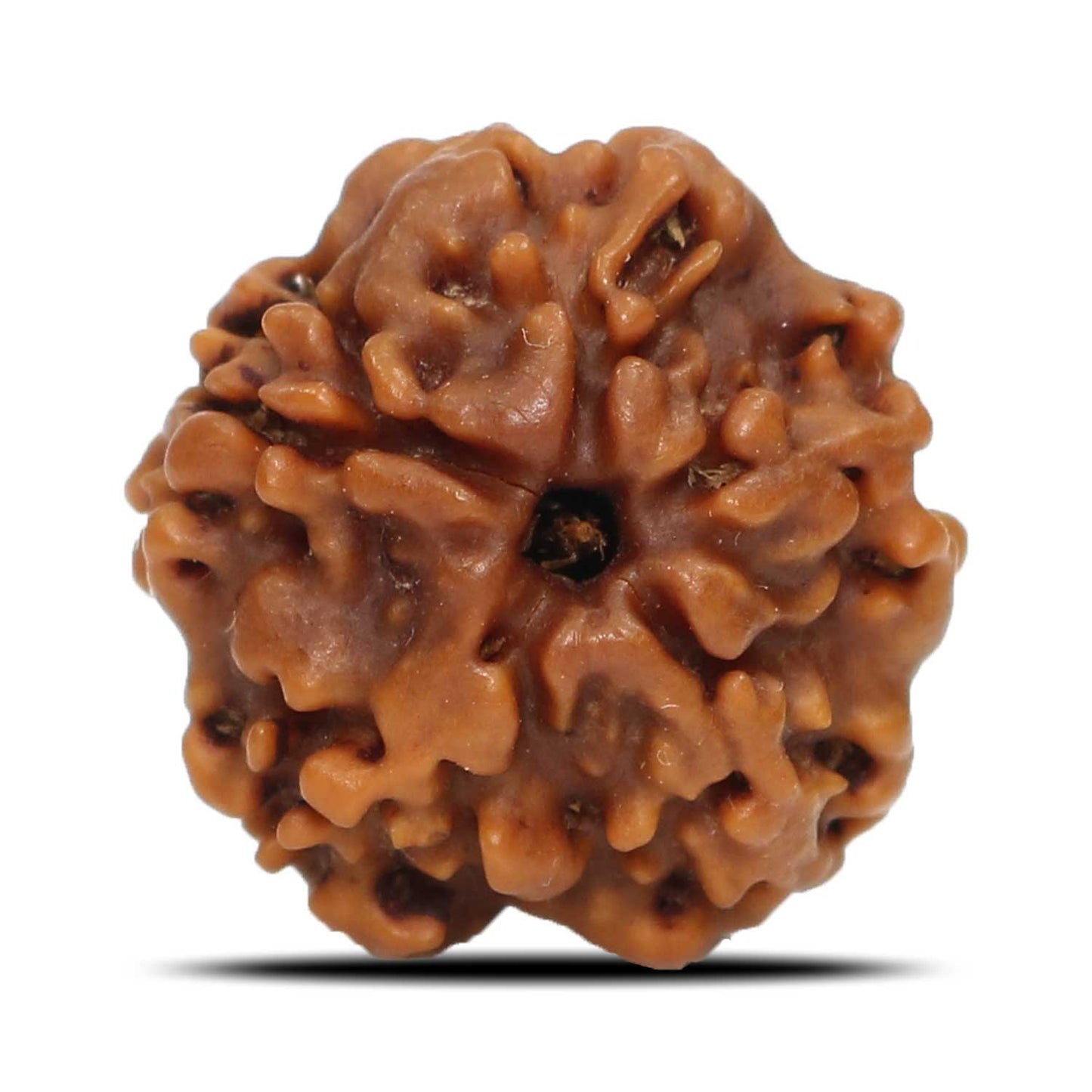 1 Mukhi Rudraksha (Nepal) 18.32 MM