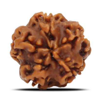 1 Mukhi Rudraksha (Nepal) 18.32 MM