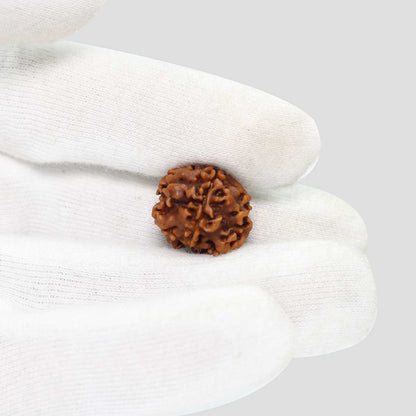 1 Mukhi Rudraksha (Nepal) 18.32 MM
