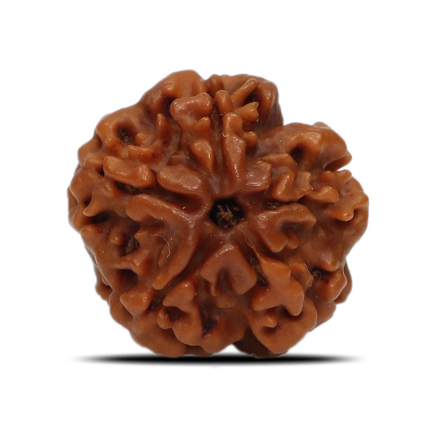 1 Mukhi Rudraksha (Nepal) 17.86 MM