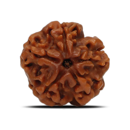 1 Mukhi Rudraksha (Nepal) 17.86 MM