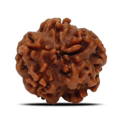 1 Mukhi Rudraksha (Nepal) 17.86 MM