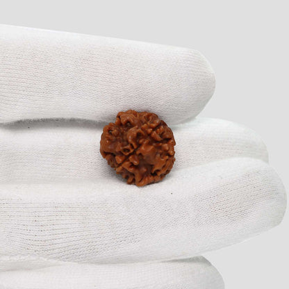 1 Mukhi Rudraksha (Nepal) 17.86 MM