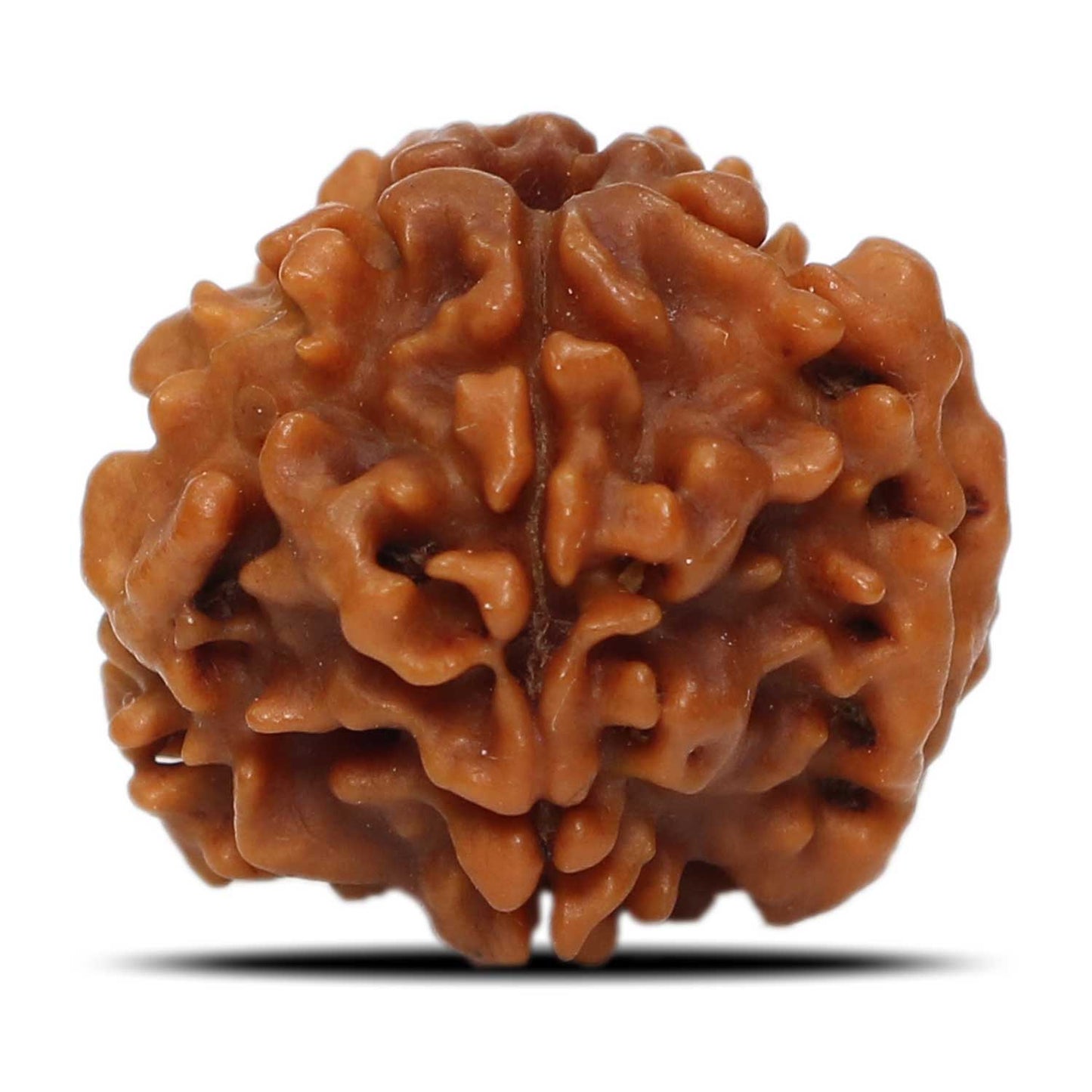 1 Mukhi Rudraksha (Nepal) 18.31 MM