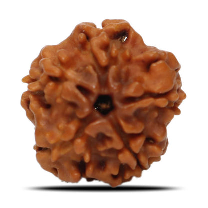 1 Mukhi Rudraksha (Nepal) 18.31 MM