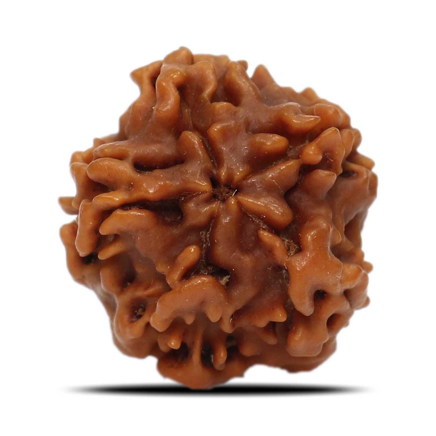 1 Mukhi Rudraksha (Nepal) 18.31 MM