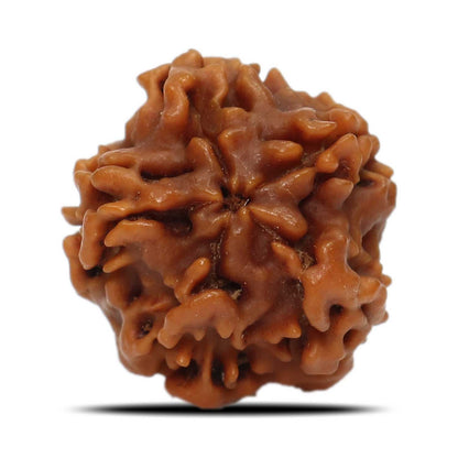 1 Mukhi Rudraksha (Nepal) 18.31 MM