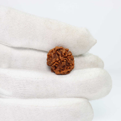 1 Mukhi Rudraksha (Nepal) 18.31 MM