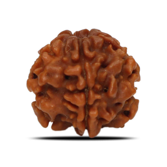 1 Mukhi Rudraksha (Nepal) 19.42 MM
