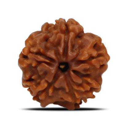 1 Mukhi Rudraksha (Nepal) 19.42 MM