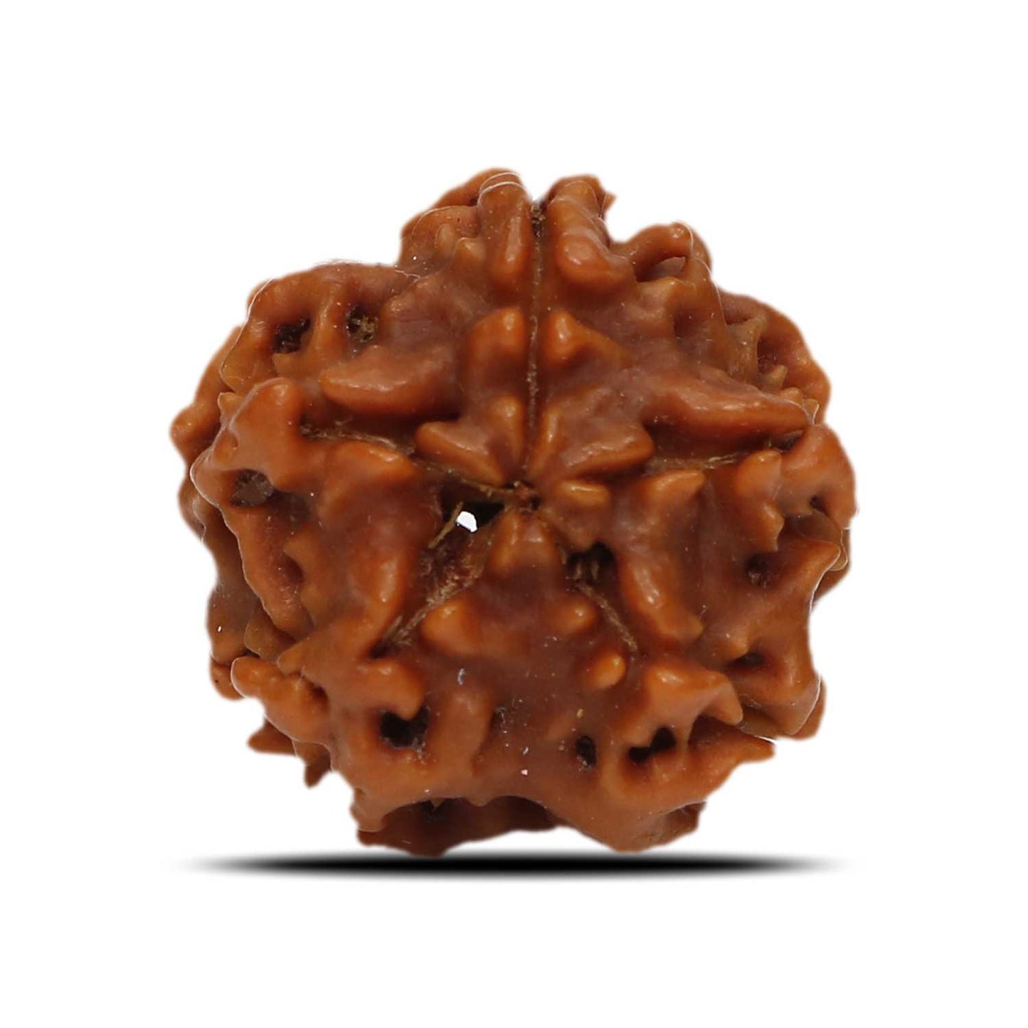 1 Mukhi Rudraksha (Nepal) 19.42 MM