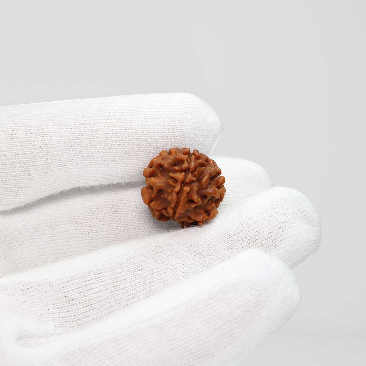 1 Mukhi Rudraksha (Nepal) 19.42 MM