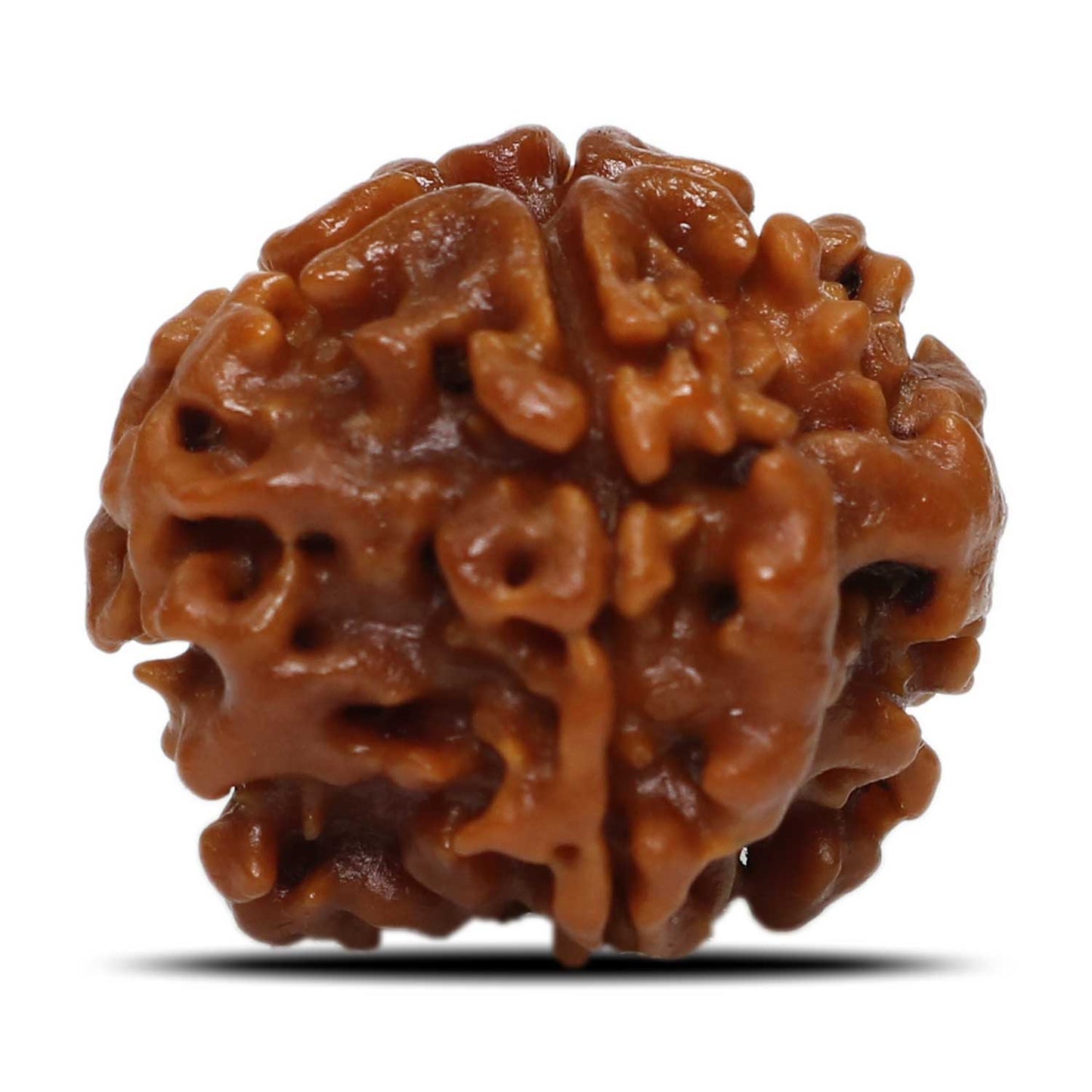 1 Mukhi Rudraksha (Nepal) 19.71 MM
