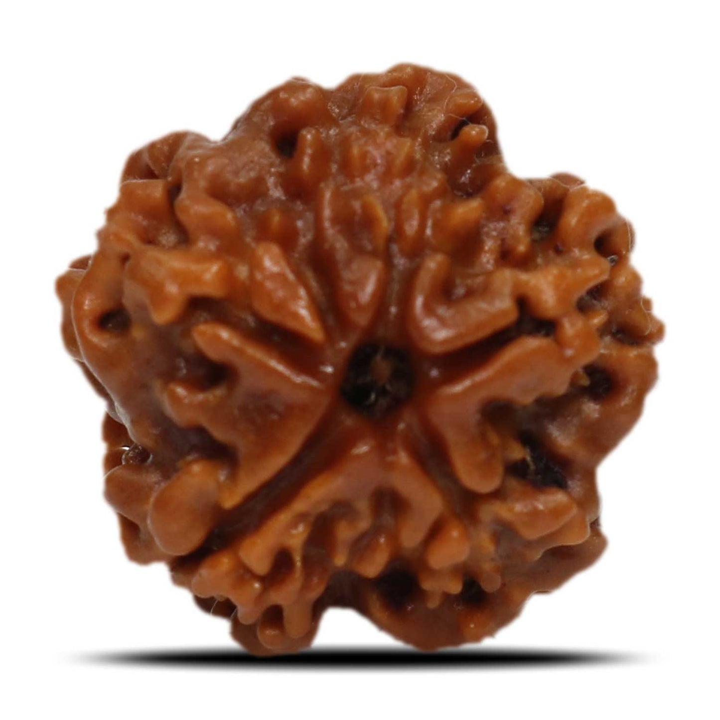 1 Mukhi Rudraksha (Nepal) 19.71 MM