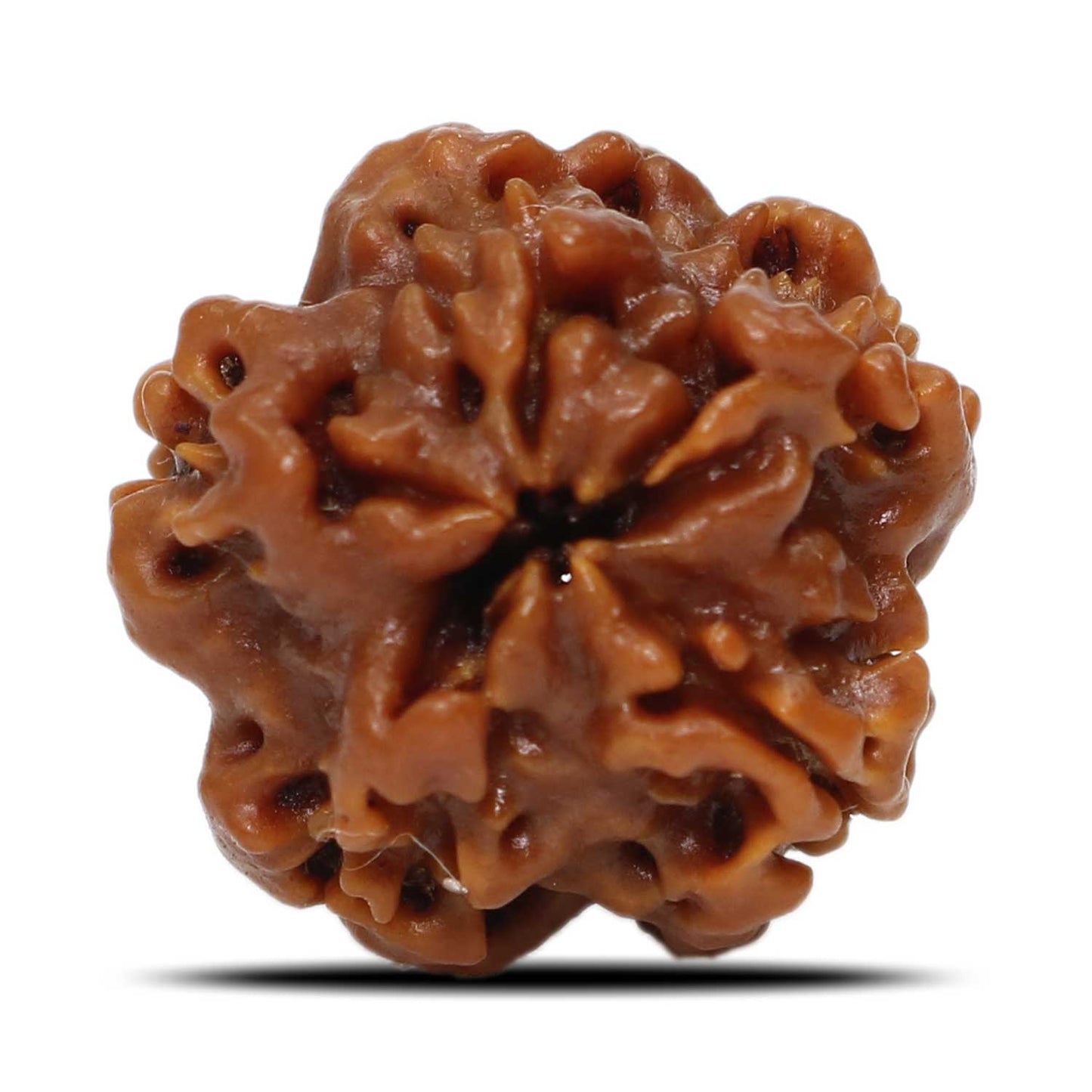 1 Mukhi Rudraksha (Nepal) 19.71 MM