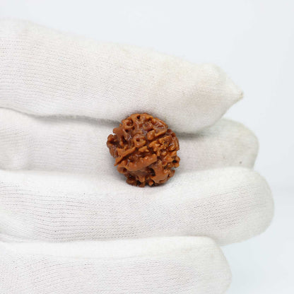 1 Mukhi Rudraksha (Nepal) 19.71 MM