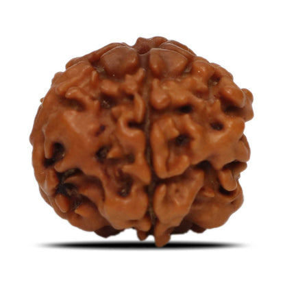 1 Mukhi Rudraksha (Nepal) 17.83 MM