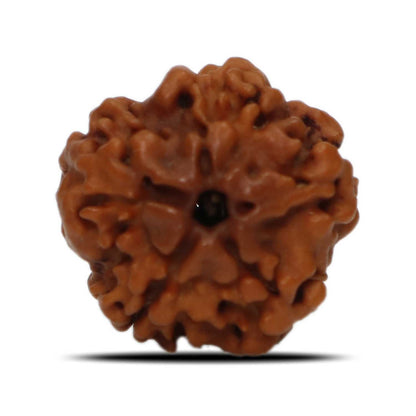 1 Mukhi Rudraksha (Nepal) 17.83 MM