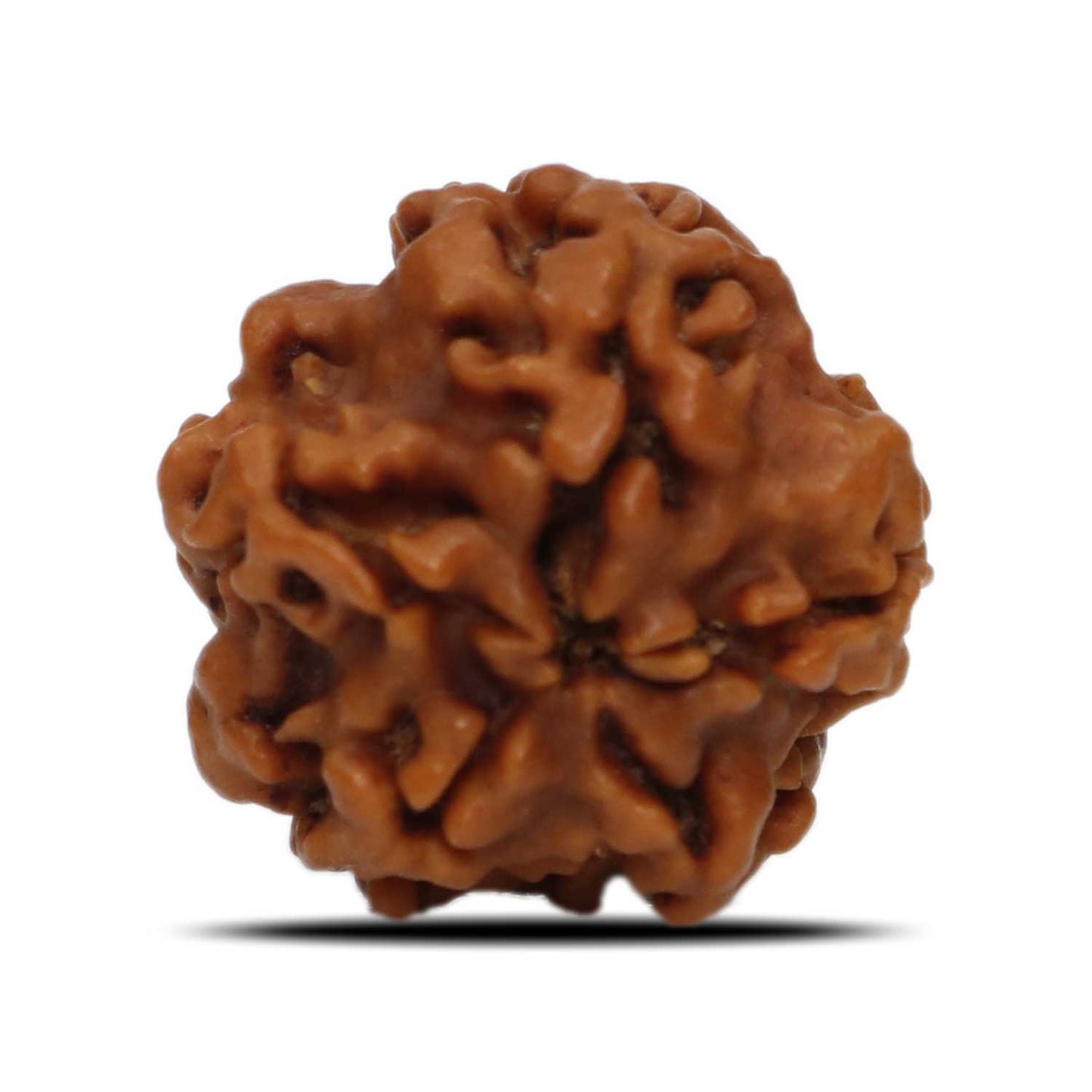 1 Mukhi Rudraksha (Nepal) 17.83 MM
