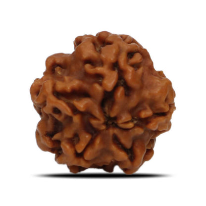 1 Mukhi Rudraksha (Nepal) 17.83 MM