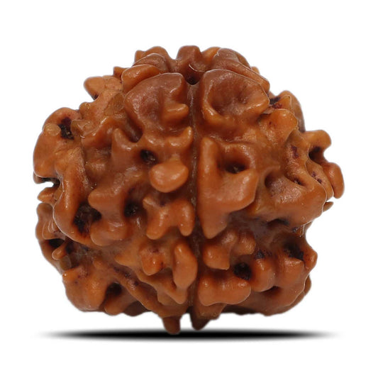 1 Mukhi Rudraksha (Nepal) 18.6 MM
