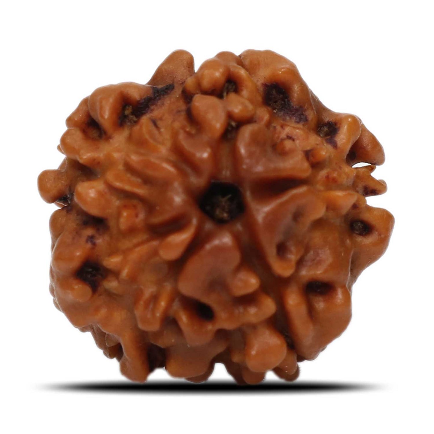 1 Mukhi Rudraksha (Nepal) 18.6 MM