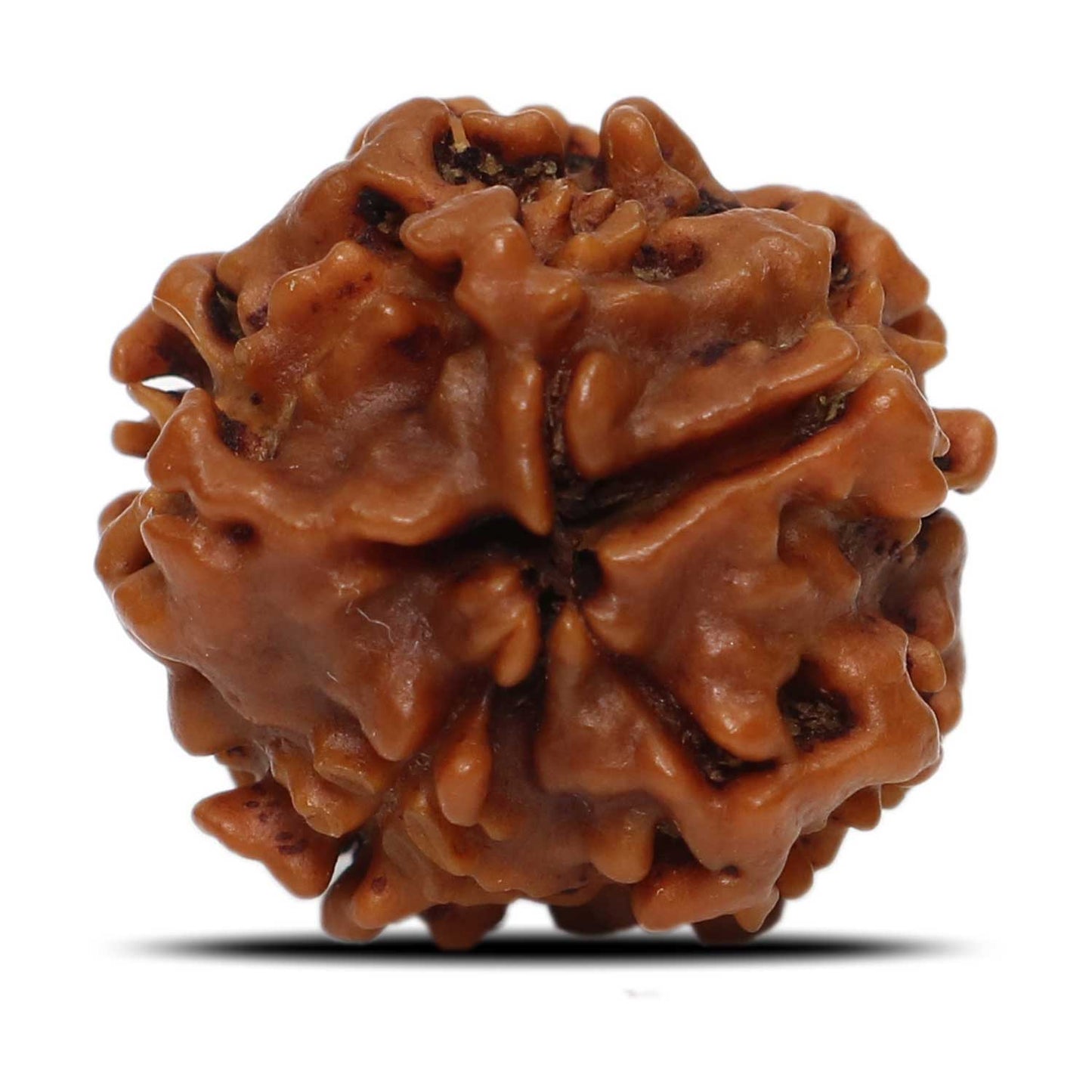 1 Mukhi Rudraksha (Nepal) 18.6 MM