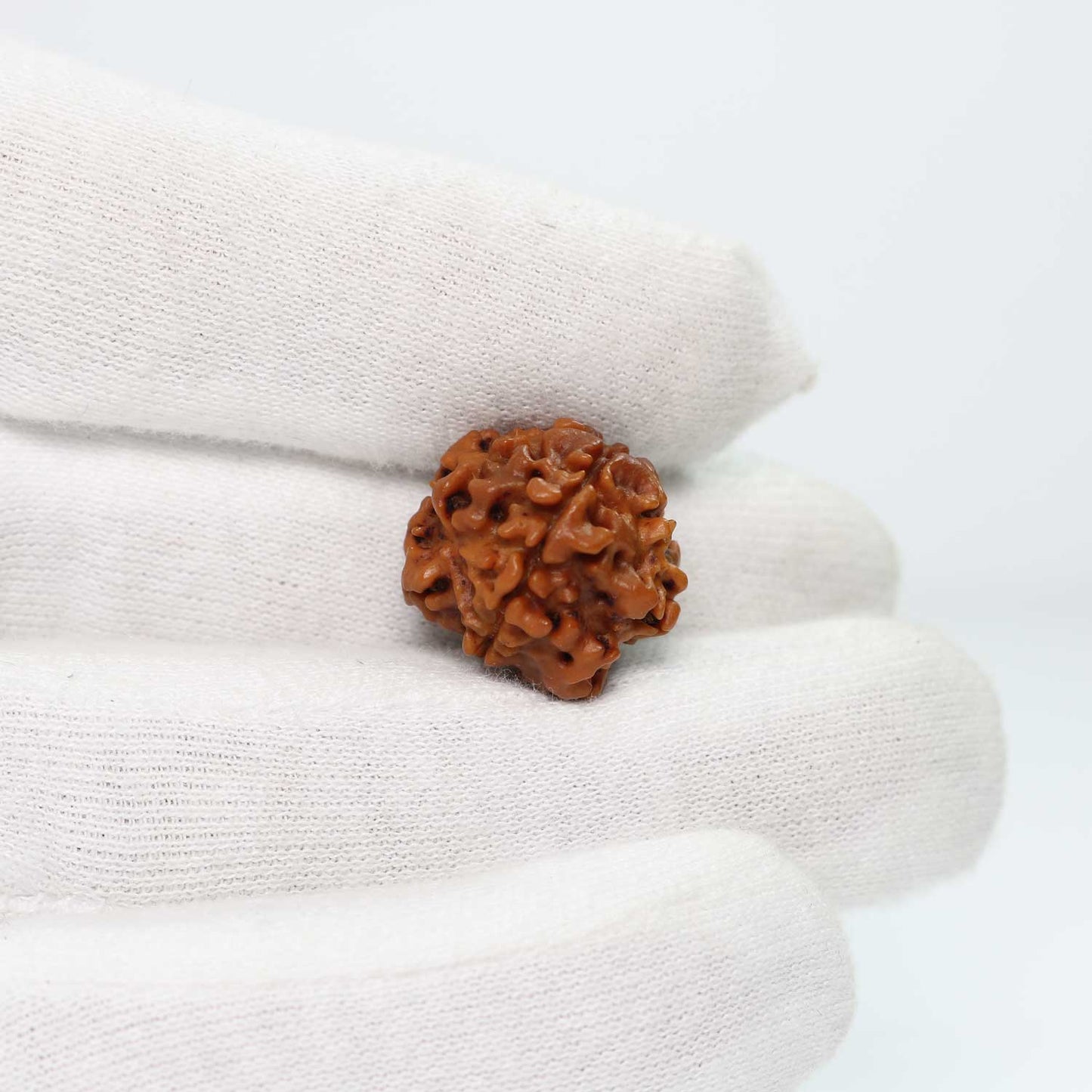 1 Mukhi Rudraksha (Nepal) 18.6 MM