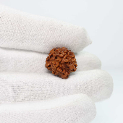 1 Mukhi Rudraksha (Nepal) 18.6 MM