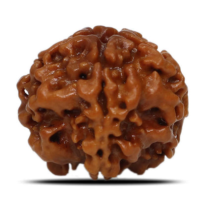 1 Mukhi Rudraksha (Nepal) 18.74 MM