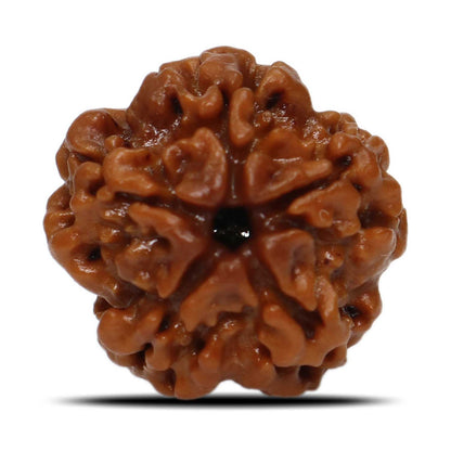 1 Mukhi Rudraksha (Nepal) 18.74 MM