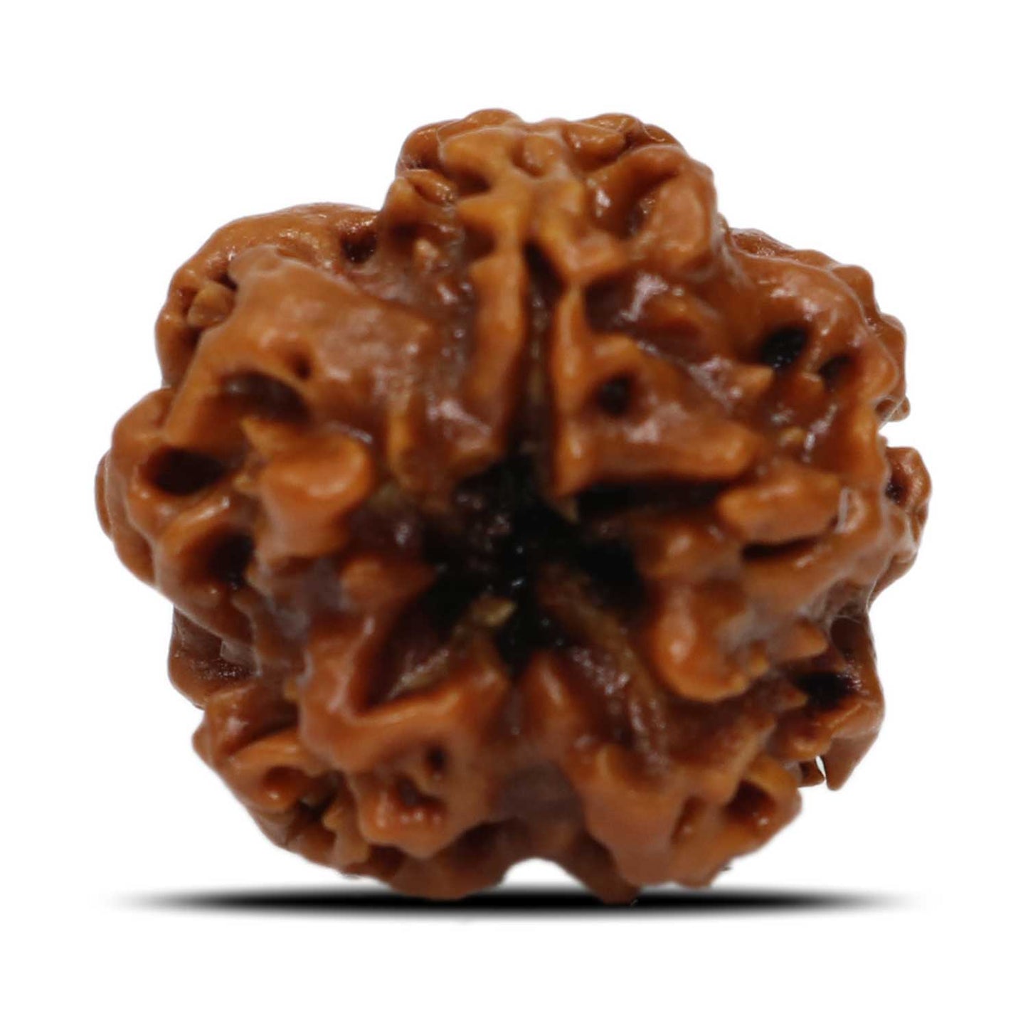 1 Mukhi Rudraksha (Nepal) 18.74 MM