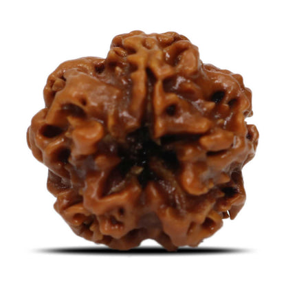 1 Mukhi Rudraksha (Nepal) 18.74 MM
