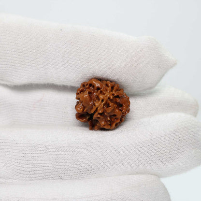 1 Mukhi Rudraksha (Nepal) 18.74 MM