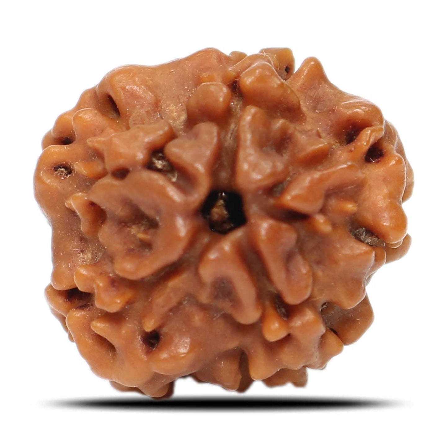 1 Mukhi Rudraksha (Nepal) 18.8 MM