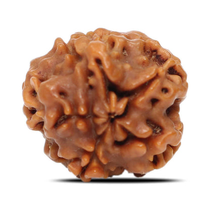 1 Mukhi Rudraksha (Nepal) 18.8 MM