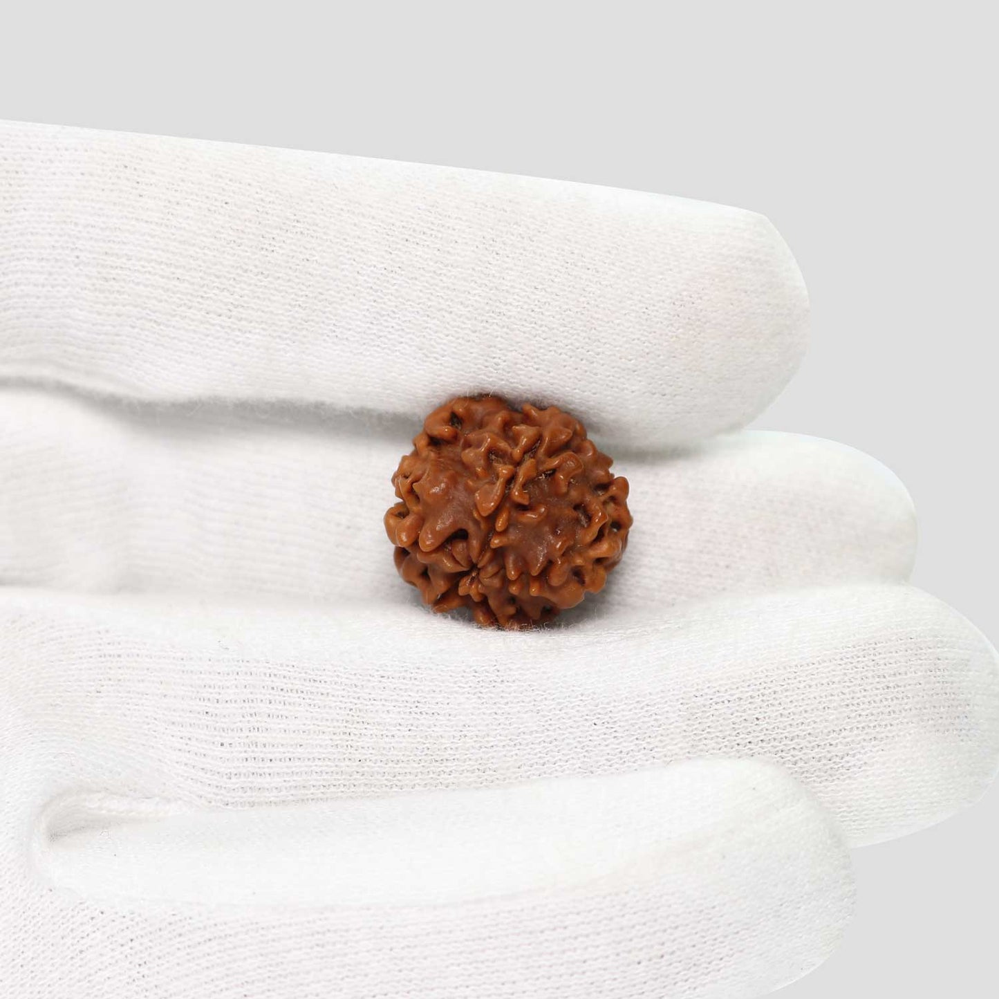 1 Mukhi Rudraksha (Nepal) 18.8 MM